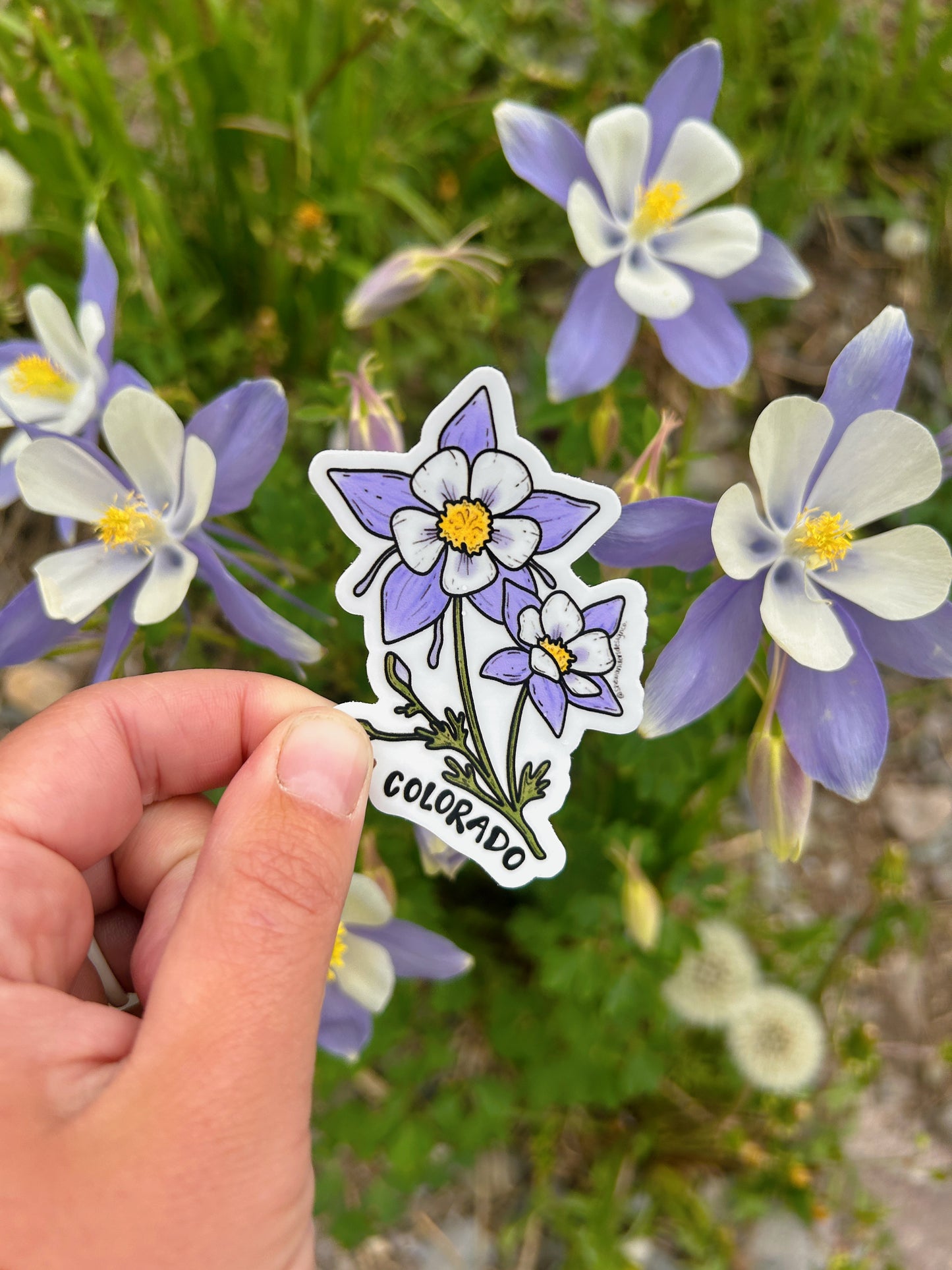 Colorado Columbine Sticker