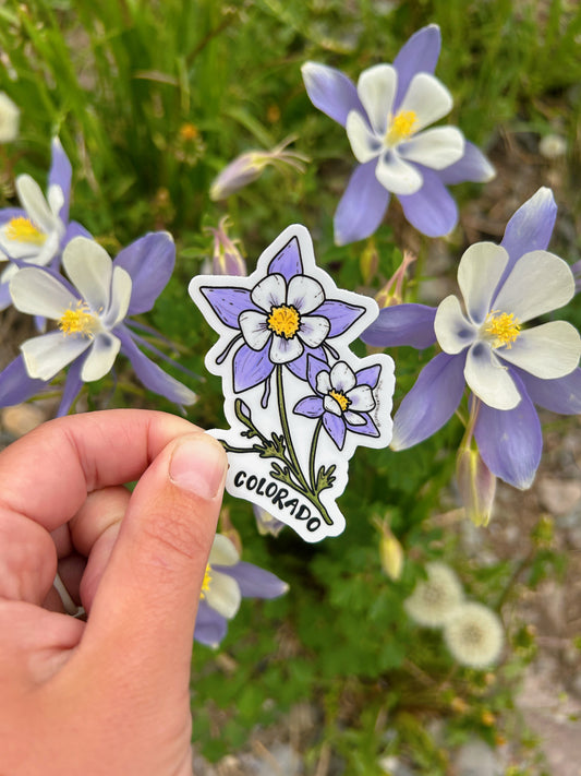 Colorado Columbine Sticker